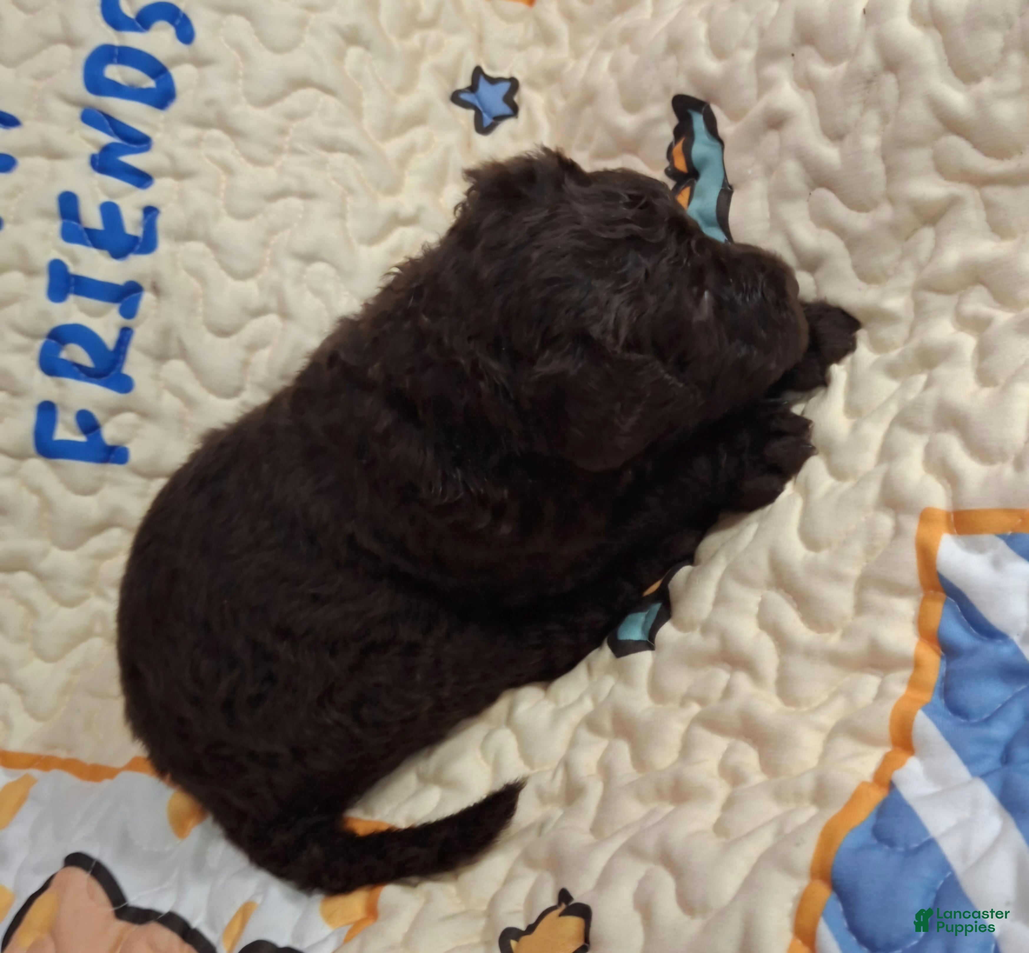 Labradoodle dogs Gherkin  - Ad 26