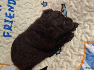 Labradoodle dogs Gherkin - Ad 5