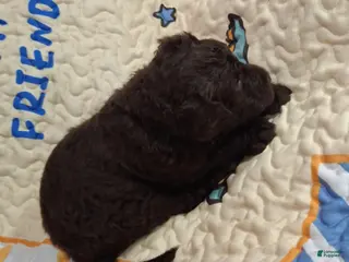 Labradoodle dogs Gherkin - Ad 6