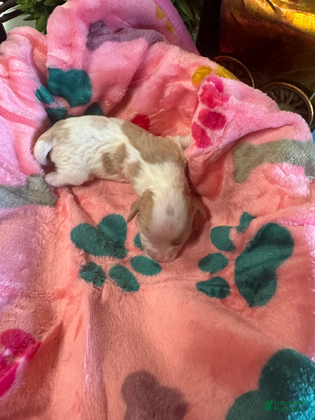 Cavapoo dogs for sale: Penney - Ad 2