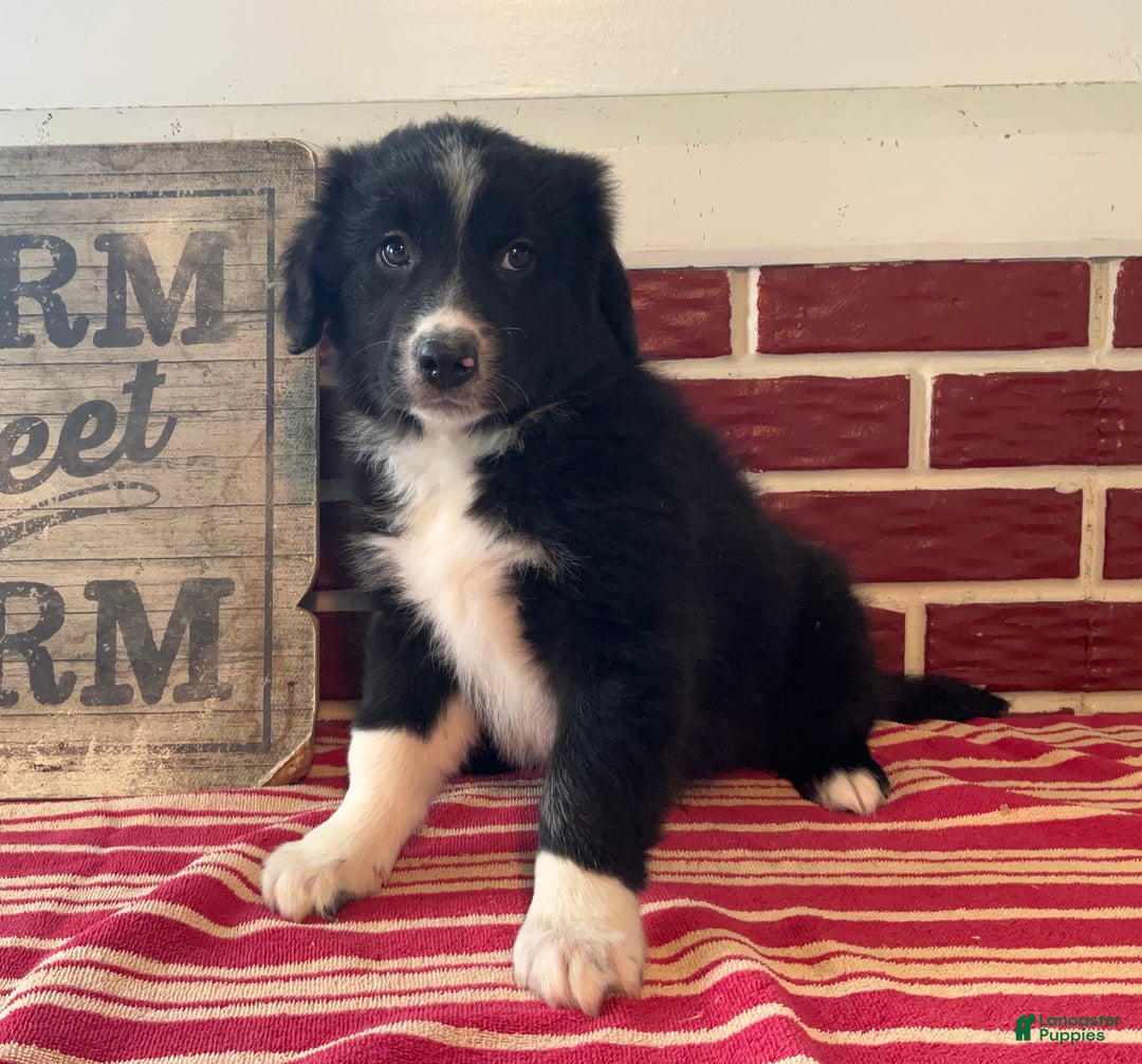 Mixed Breed dogs for sale: Festa - Ad 4