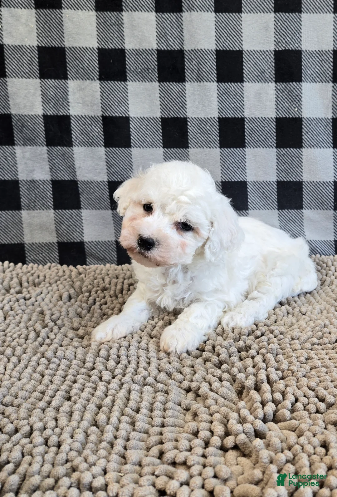 Bichon Frise dogs for sale: Benji - Ad 6