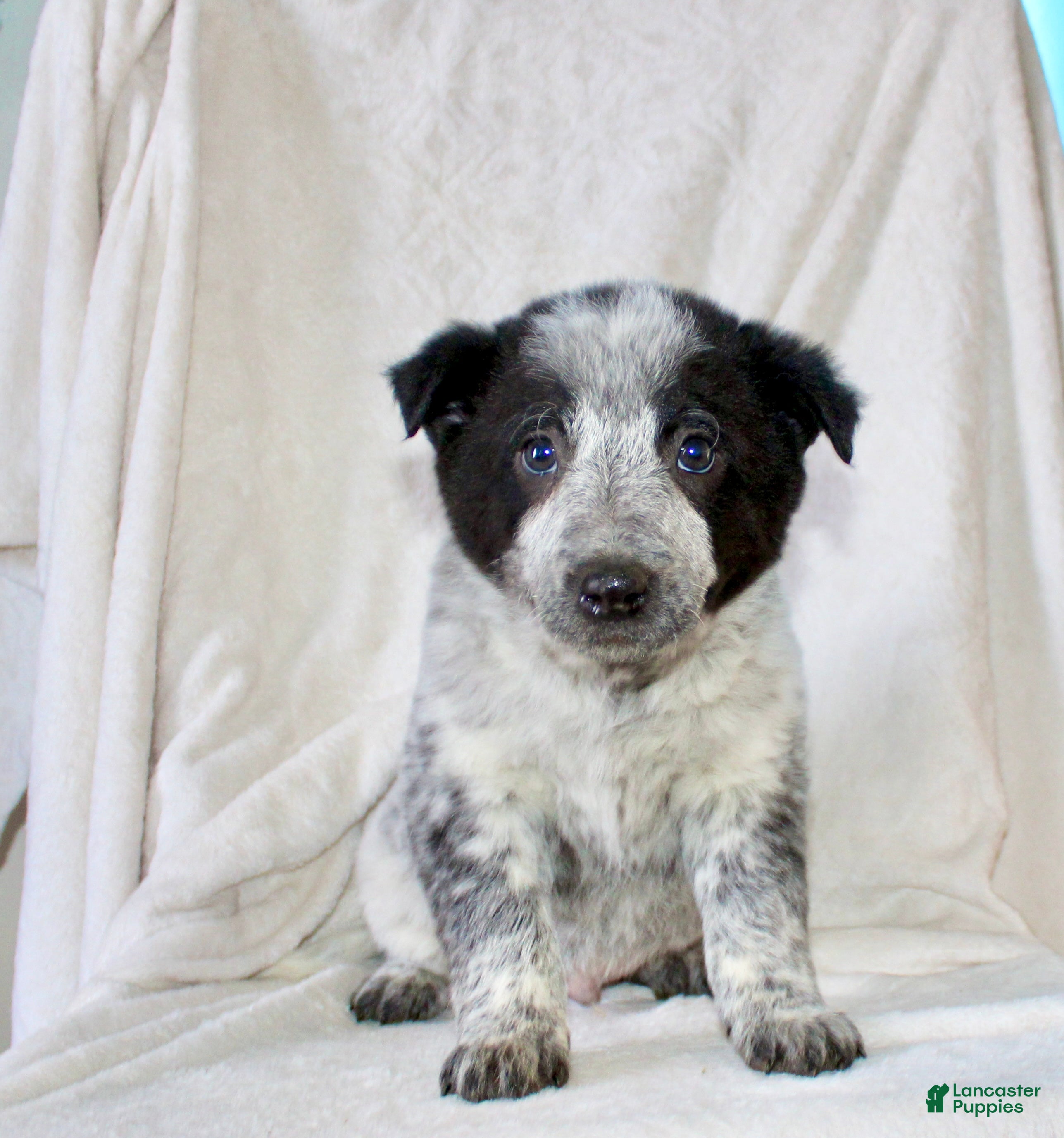 Australian Cattle Dog dogs Rocky - Ad 2