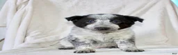 Australian Cattle Dog dogs for sale: Rocky - Ad 2