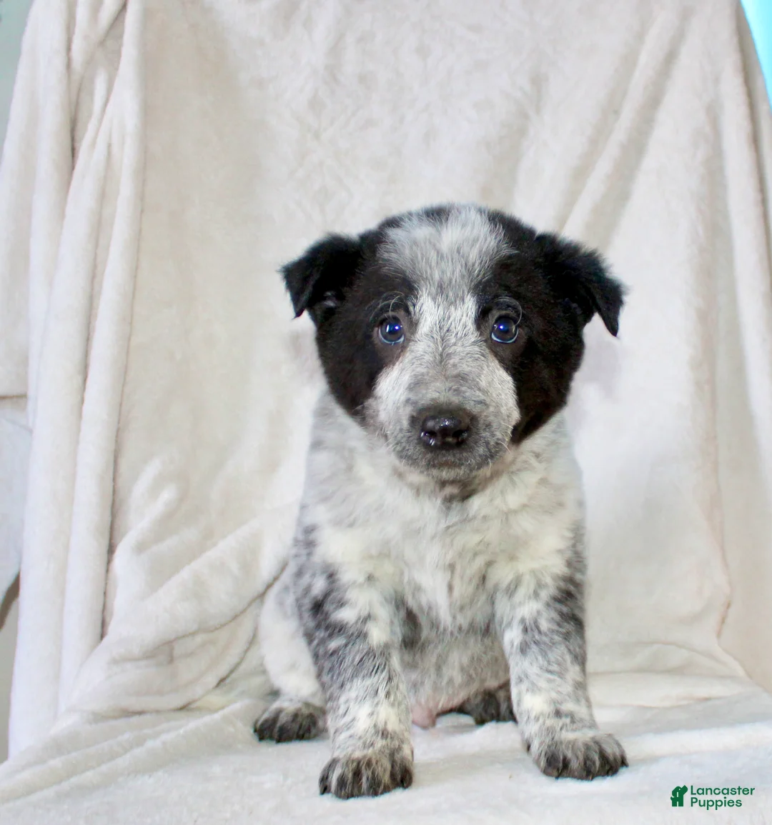 Australian Cattle Dog dogs for sale: Rocky - Ad 2