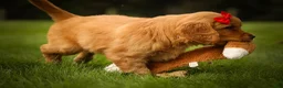 Golden Retriever dogs for sale: Hunter💙 - Ad 10