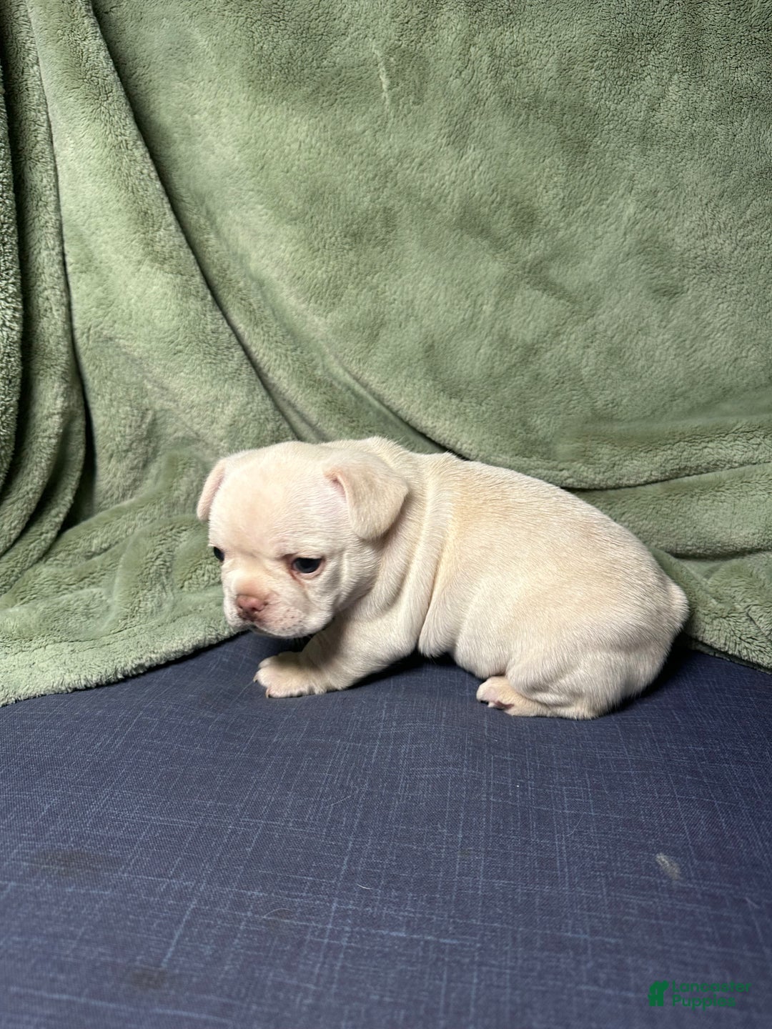 French Bulldog dogs for sale: Luca - Ad 3