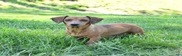 Miniature Dachshund dogs for sale: Rusty - Ad 4