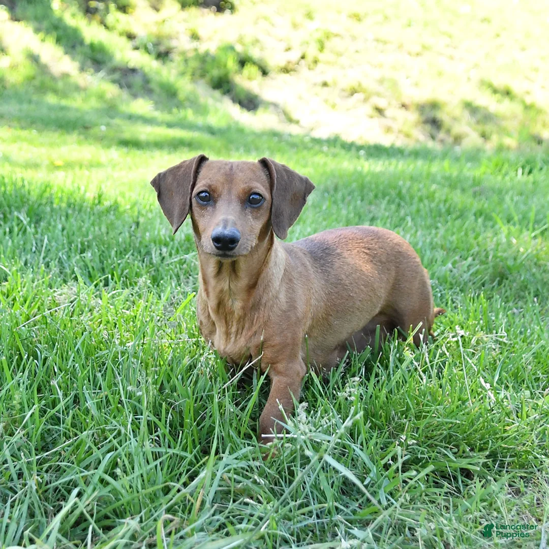 Miniature Dachshund dogs for sale: Rusty - Ad 4