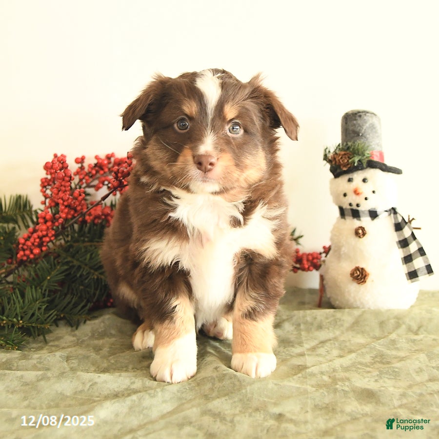 Miniature Australian Shepherd dogs Tucker - Ad 21