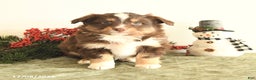Miniature Australian Shepherd dogs for sale: Tucker - Ad 1