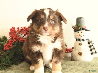 Miniature Australian Shepherd dogs Tucker - Ad 8