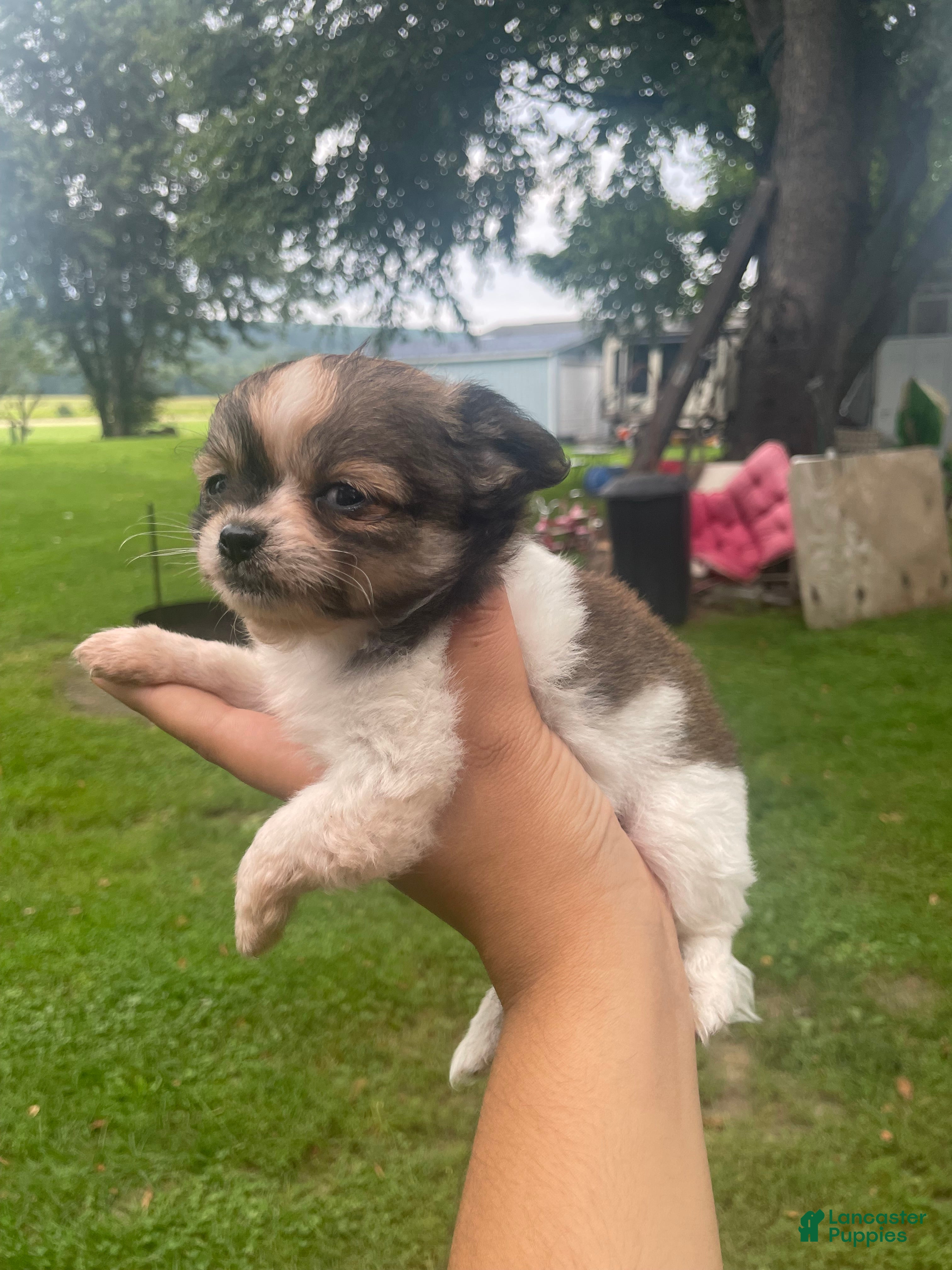 Chihuahua dogs Grizzz  1 - Ad 1