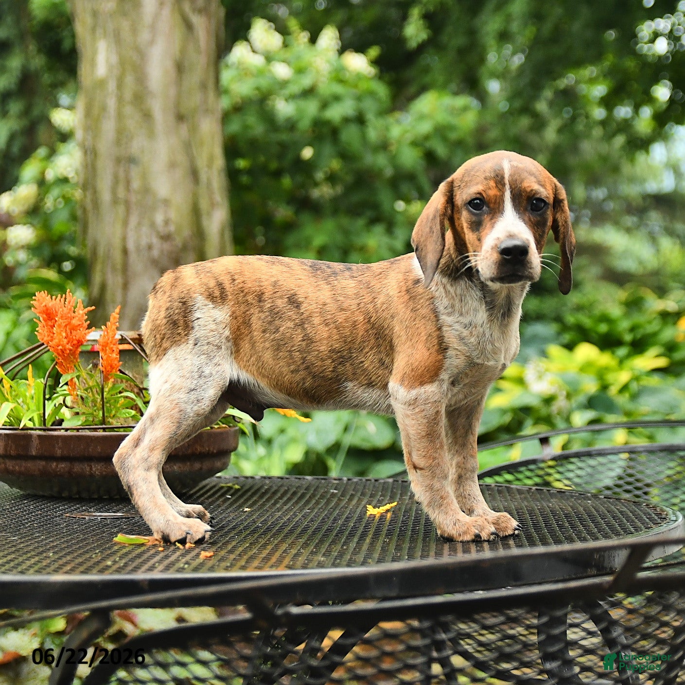 Mixed Breed dogs Joey - Ad 2