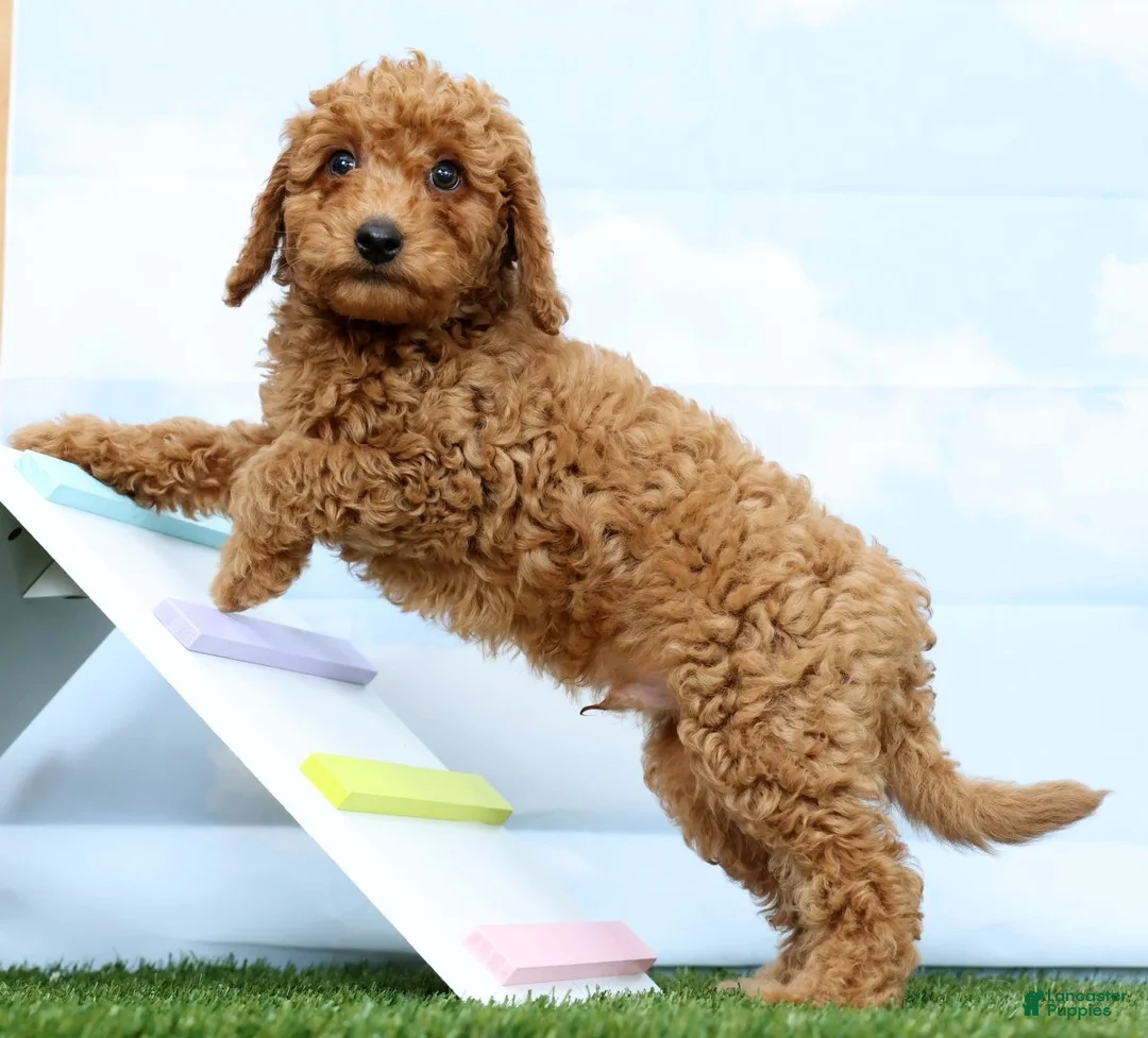 Mini Goldendoodle dogs for sale: Frankie - Ad 2