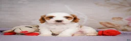 Cavapoo dogs for sale: Lonnie - Ad 3