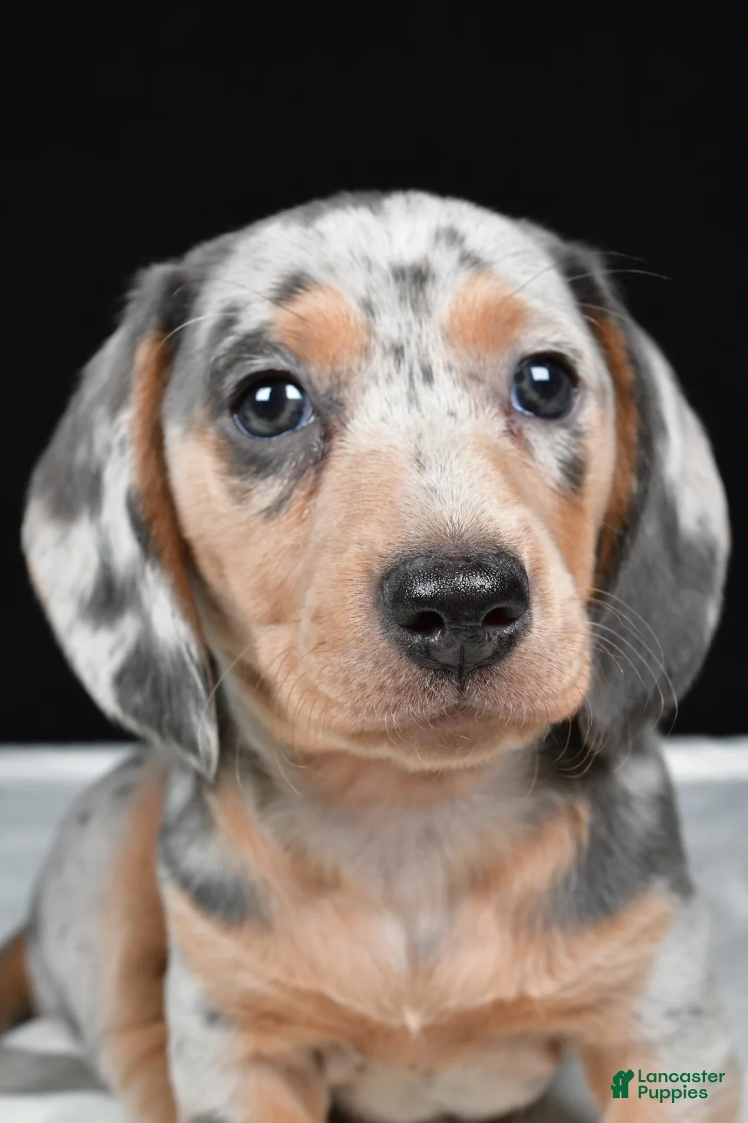 Miniature Dachshund dogs for sale: Bailey - Ad 2