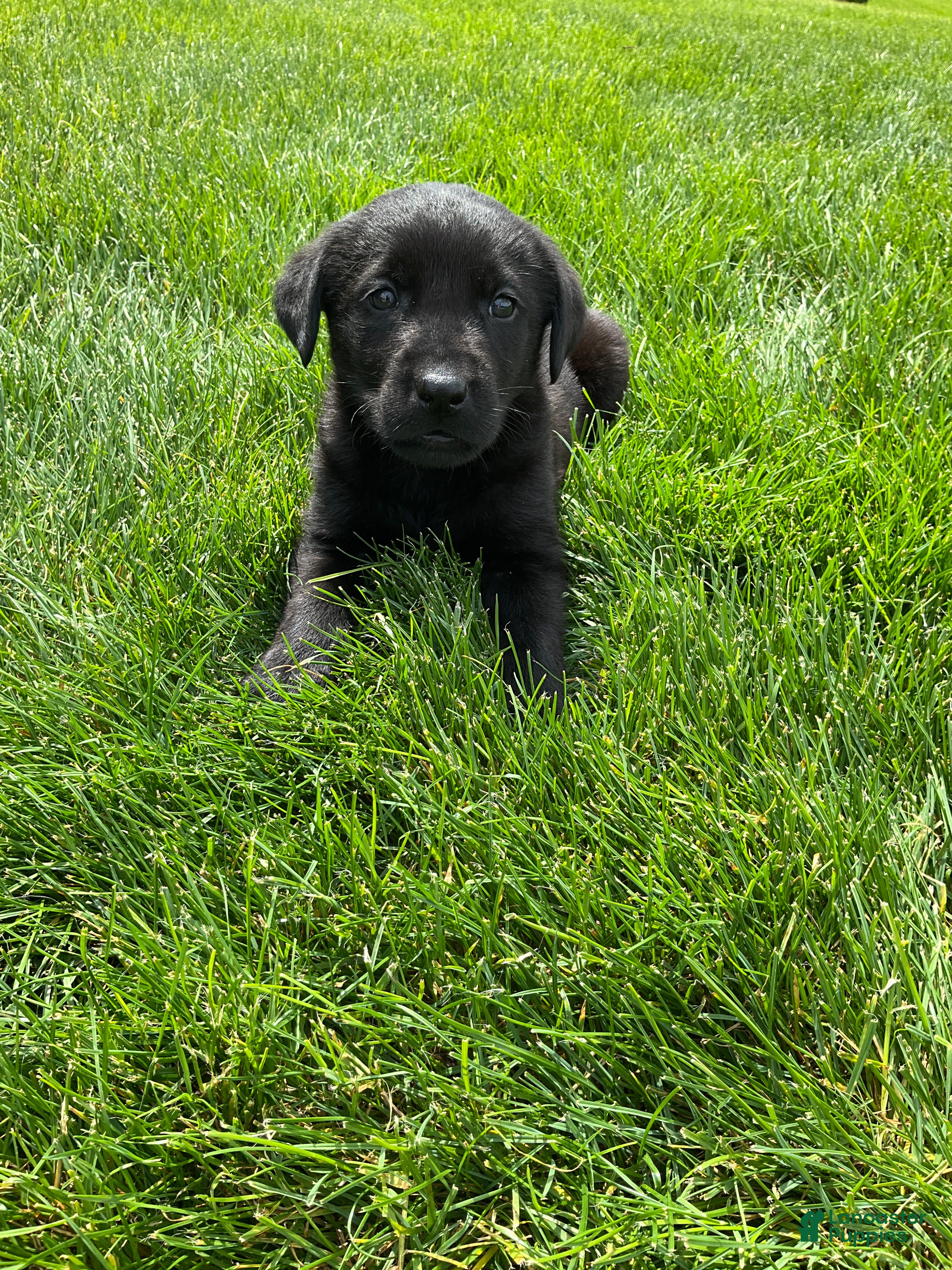 Labrador Retriever dogs for sale: Madox - Ad 2