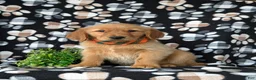 Golden Retriever dogs for sale: Coby - Ad 2