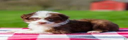 Miniature Australian Shepherd dogs for sale: Dena - Ad 5