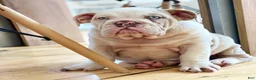 English Bulldog dogs for sale: Dallas - Ad 6
