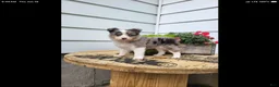 Miniature Australian Shepherd dogs for sale: Miniature Australian Shepherd 2 - Ad 4