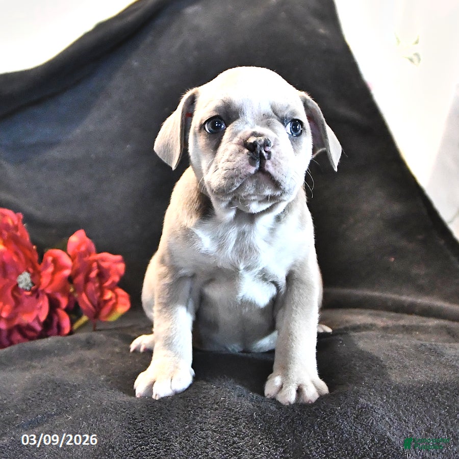 Frenchton dogs Eyeshadow  - Ad 2