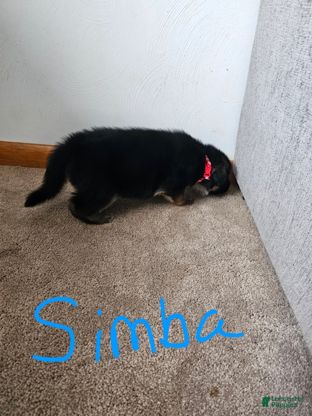 German Shepherd dogs for sale: German Shepherd Puppy 3 - Ad 8