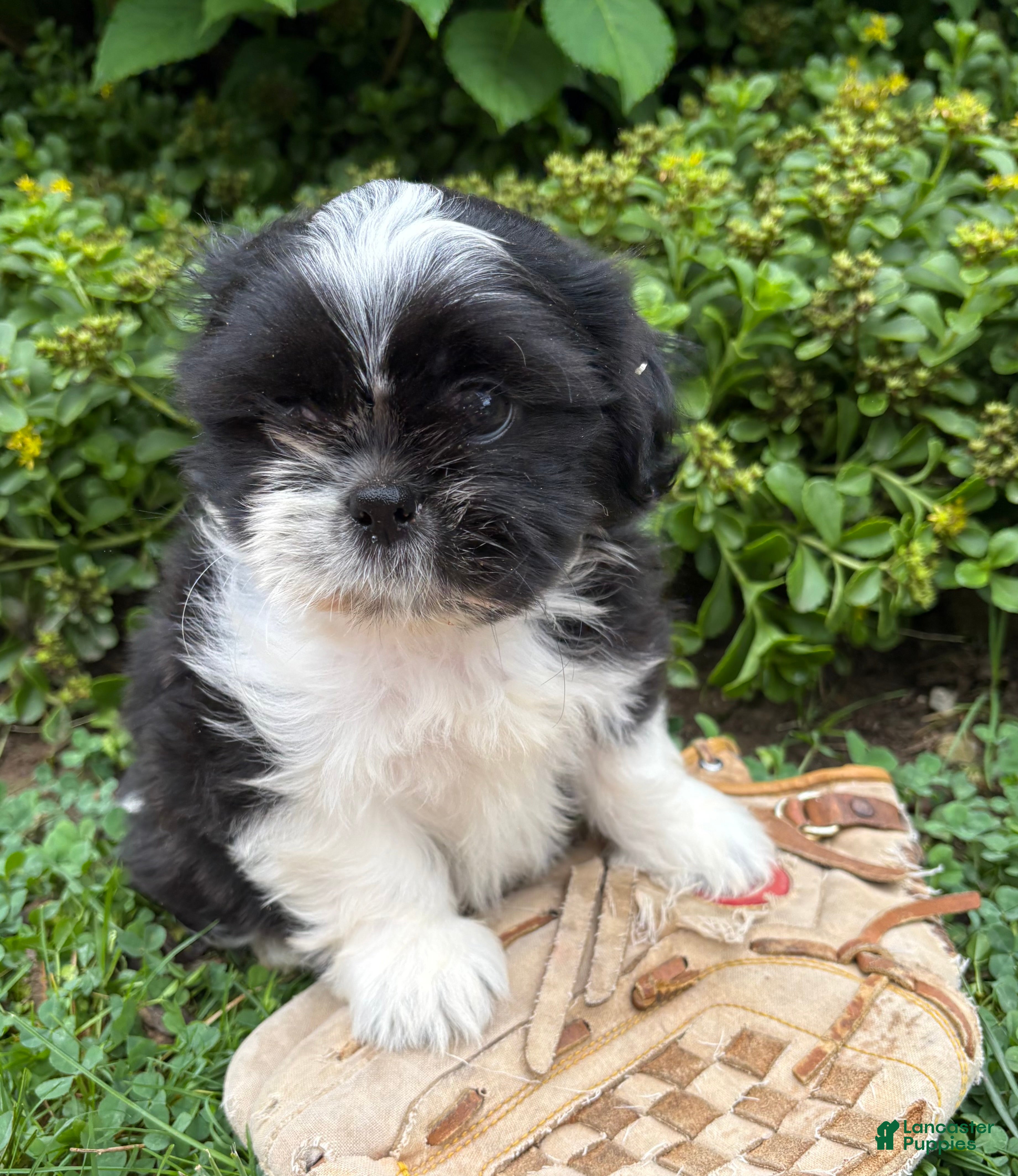 Shih Tzu dogs Balto - Ad 2