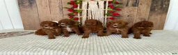 Mini Goldendoodle dogs for sale: Mr. Sunshine - Ad 4