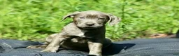 Mixed Breed dogs for sale: Mixed Breed 9 - Ad 1