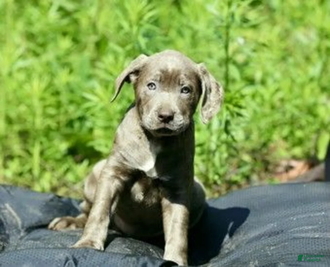 Mixed Breed dogs for sale: Mixed Breed 9 - Ad 1