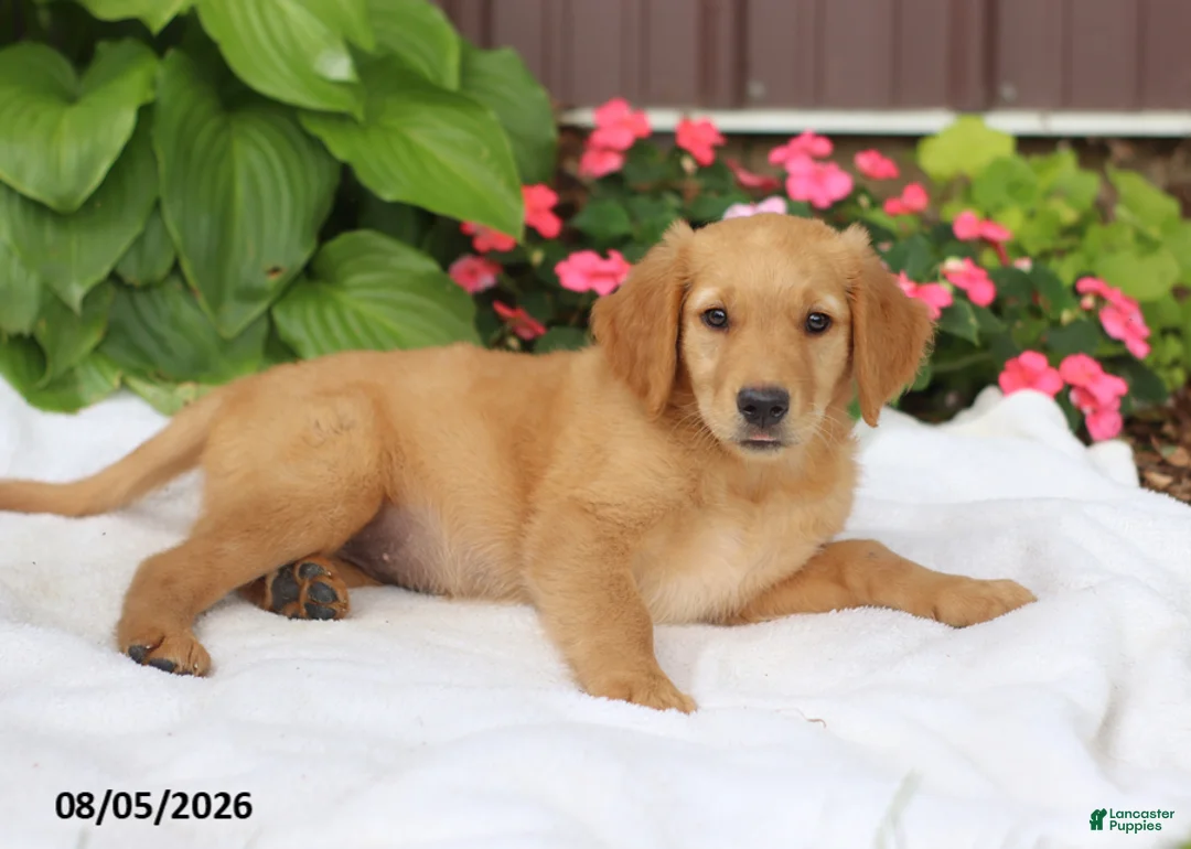 Golden Retriever dogs for sale: Tasha - Ad 2