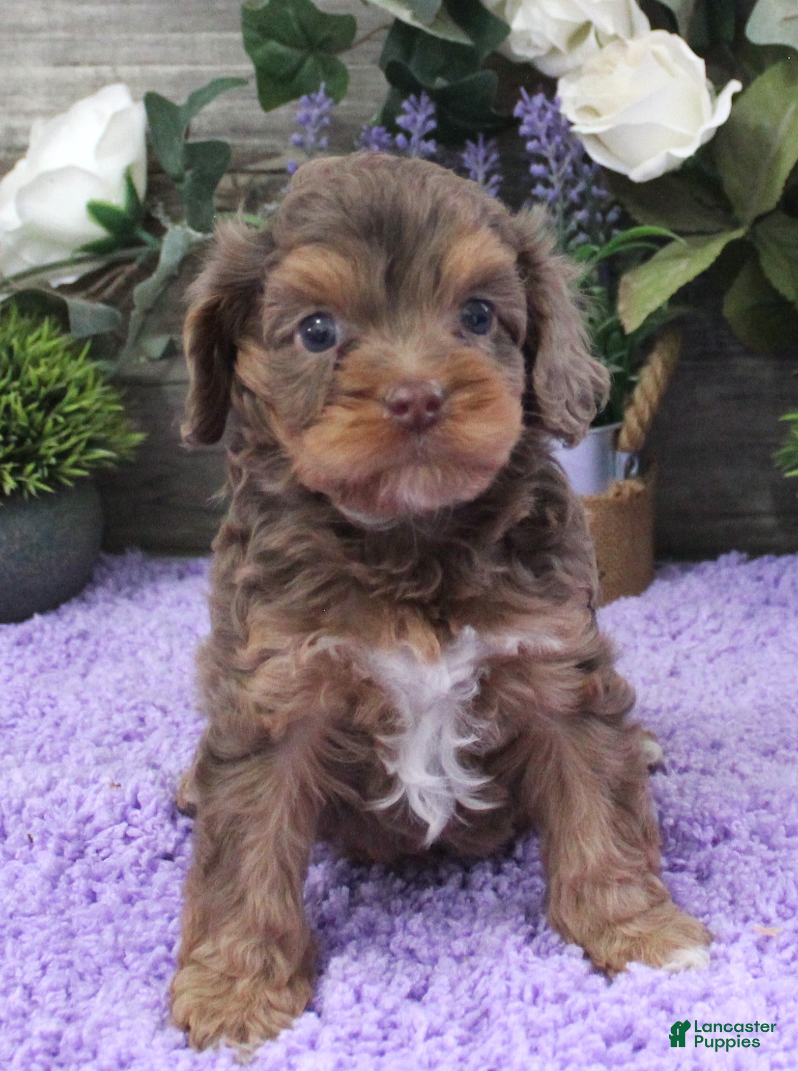 Cavapoo dogs Tina's #3 Male - Ad 26