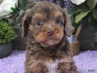 Cavapoo dogs Tina's #3 Male - Ad 32