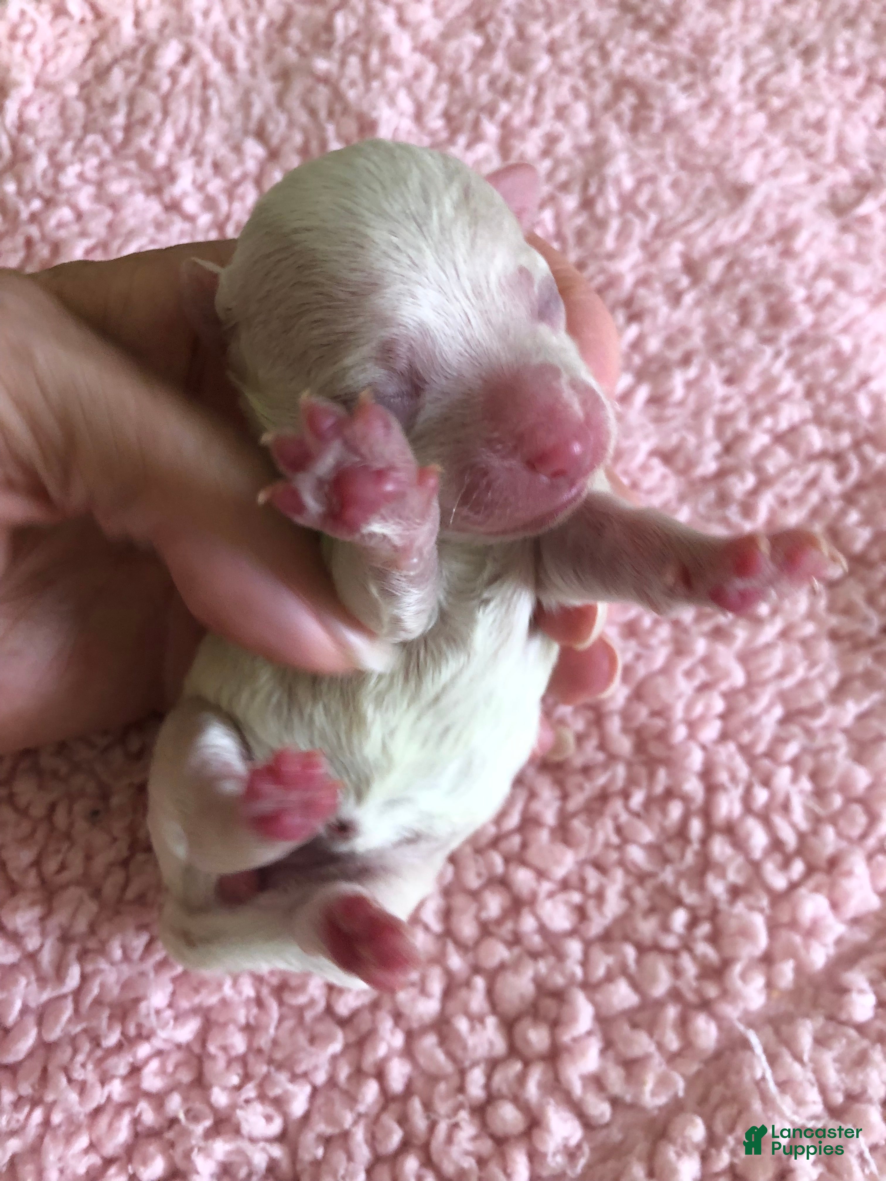Maltipoo dogs Brookie - Ad 10