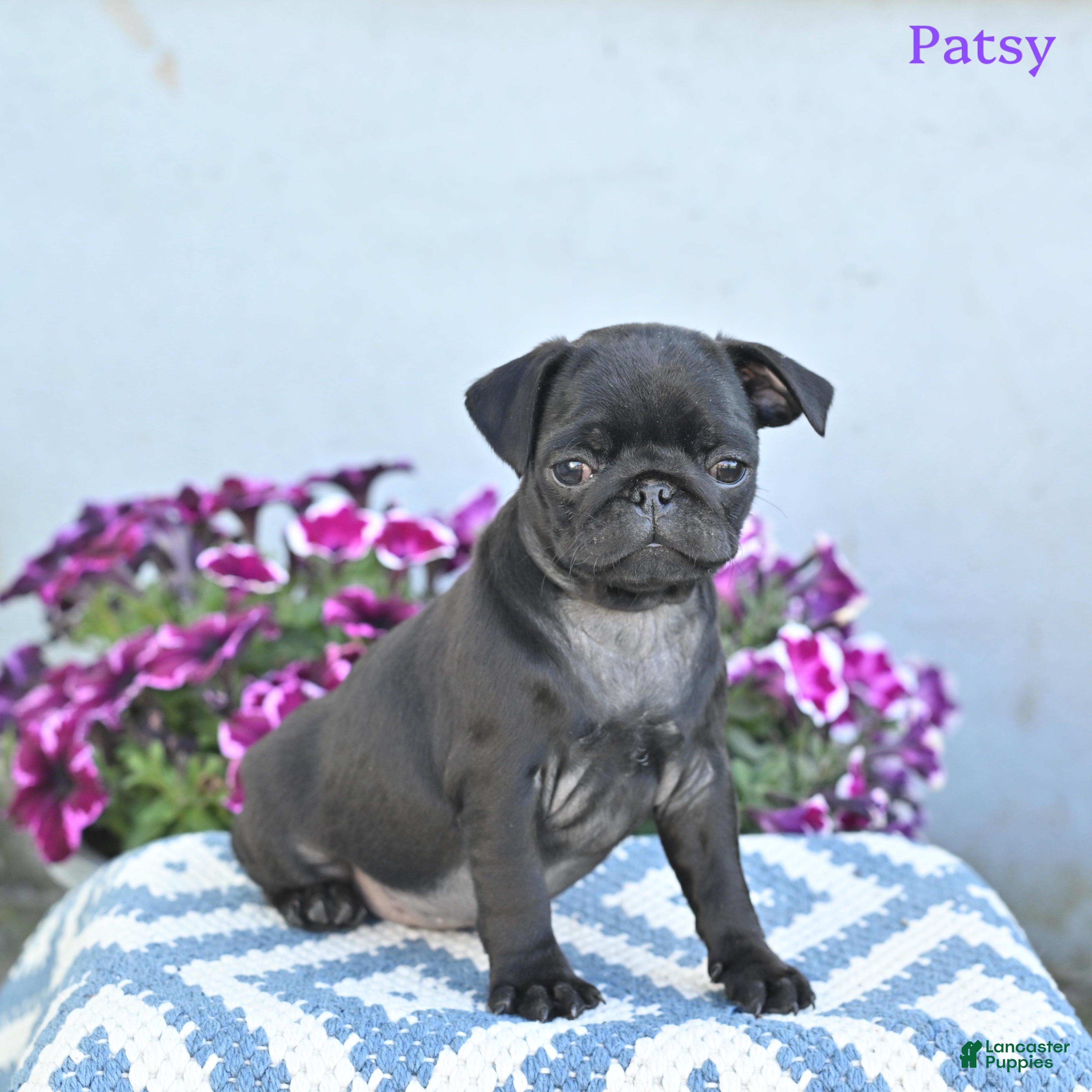 Pug dogs for sale: Patsy - Ad 4
