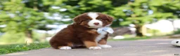 Miniature Australian Shepherd dogs for sale: Rowdy - Ad 7