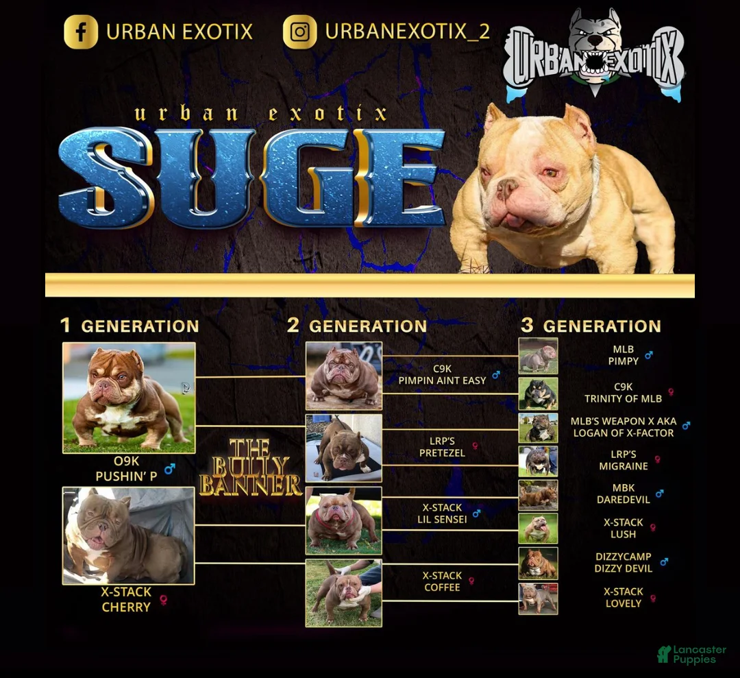 American Bully dogs for sale: American Bully Puppy 3 - Ad 16