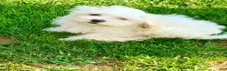 Maltese dogs for sale: Spike  - Ad 3