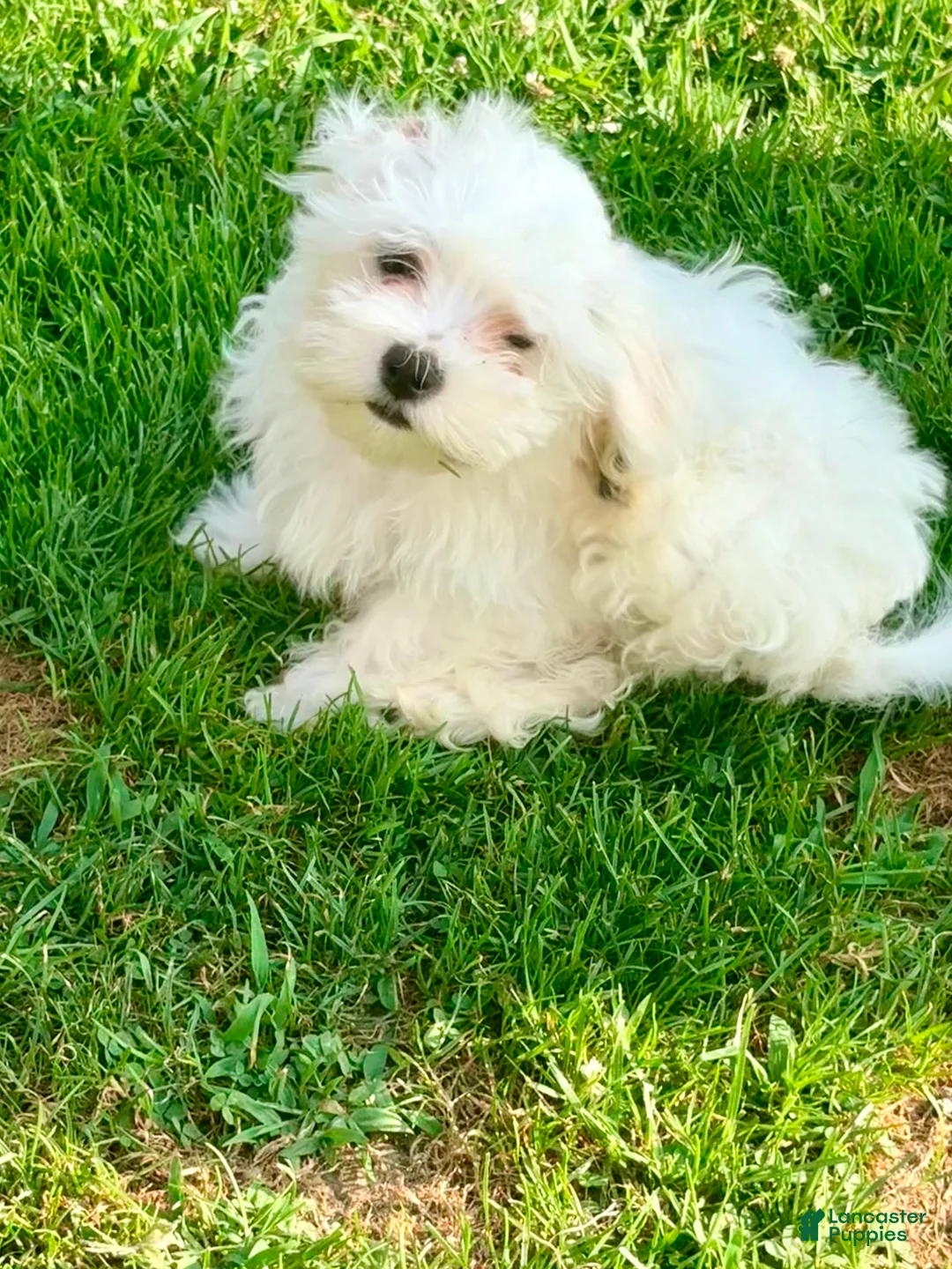 Maltese dogs for sale: Spike  - Ad 2