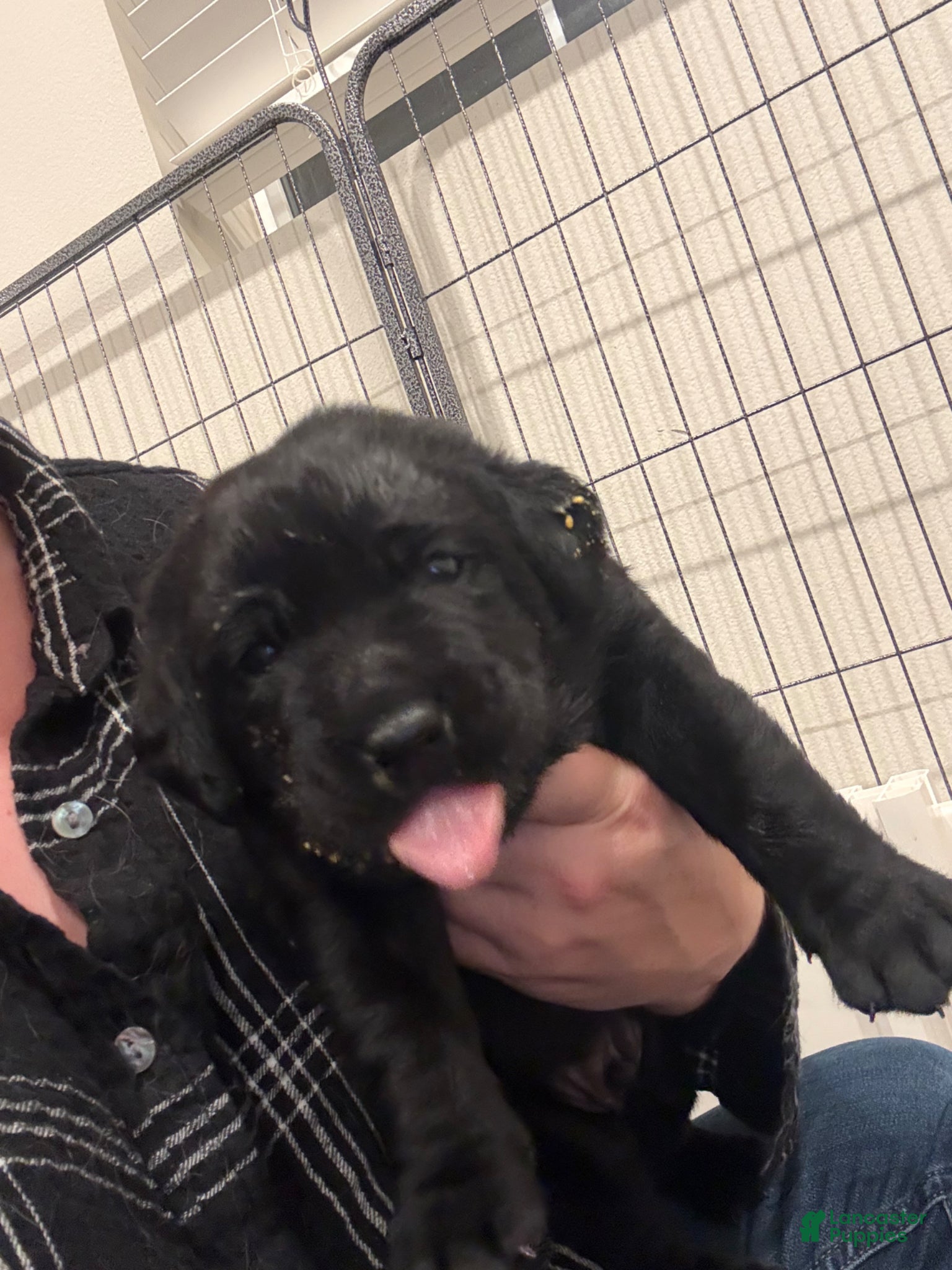 Labrador Retriever dogs Brown collar boy - Ad 2