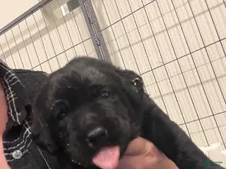 Labrador Retriever dogs Brown collar boy - Ad 2