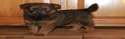 Mixed Breed dogs for sale: Bessy - Ad 3
