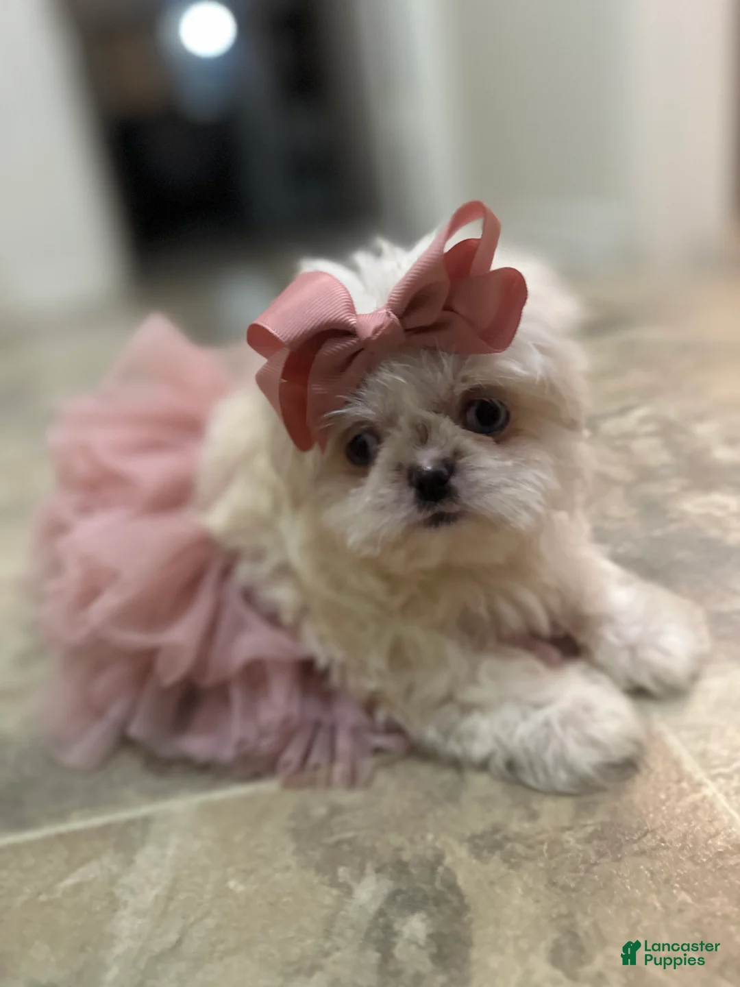 Shih Tzu dogs for sale: Minnie  - Ad 2