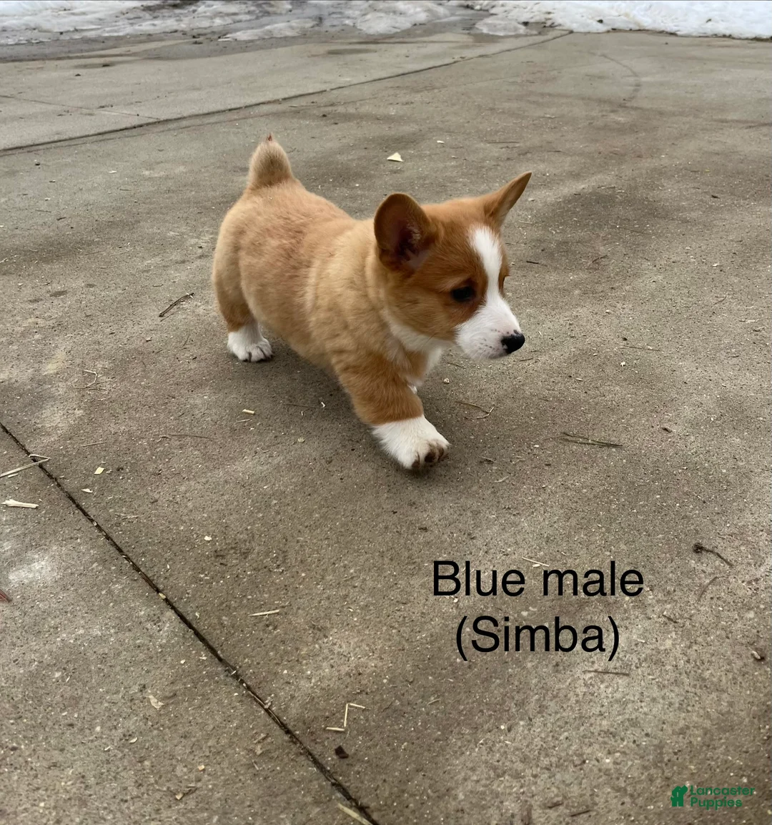 Welsh Corgi Pembroke dogs for sale: Welsh Corgi Pembroke Puppy 2 - Ad 2