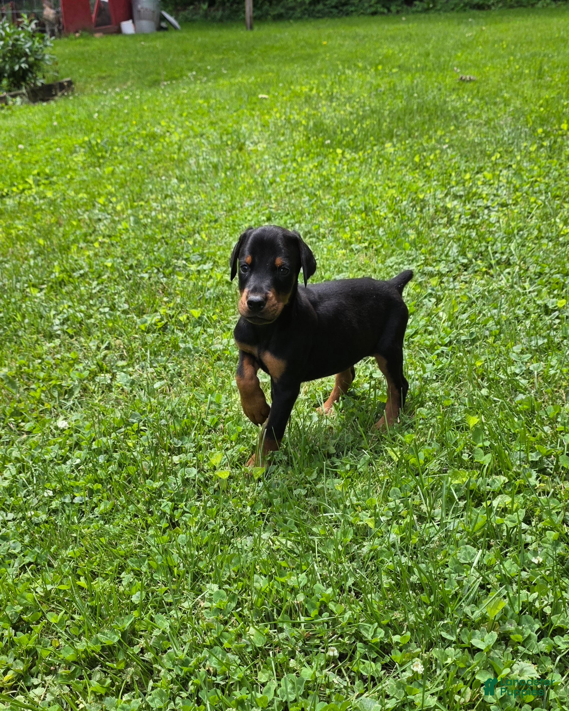 Doberman Pinscher dogs Griffin - Ad 1
