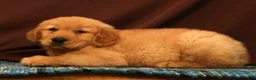 Golden Retriever dogs for sale: Evan - Ad 3