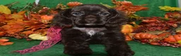 Cocker Spaniel dogs for sale: AKC Sugar Chocolate American Cocker Spaniel Puppy - Ad 3