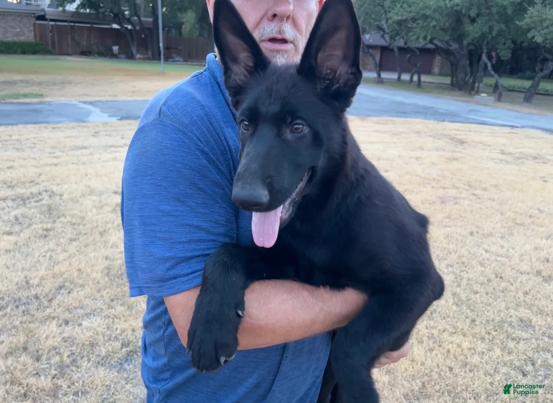 German Shepherd dogs for sale: Gipper  - Ad 1